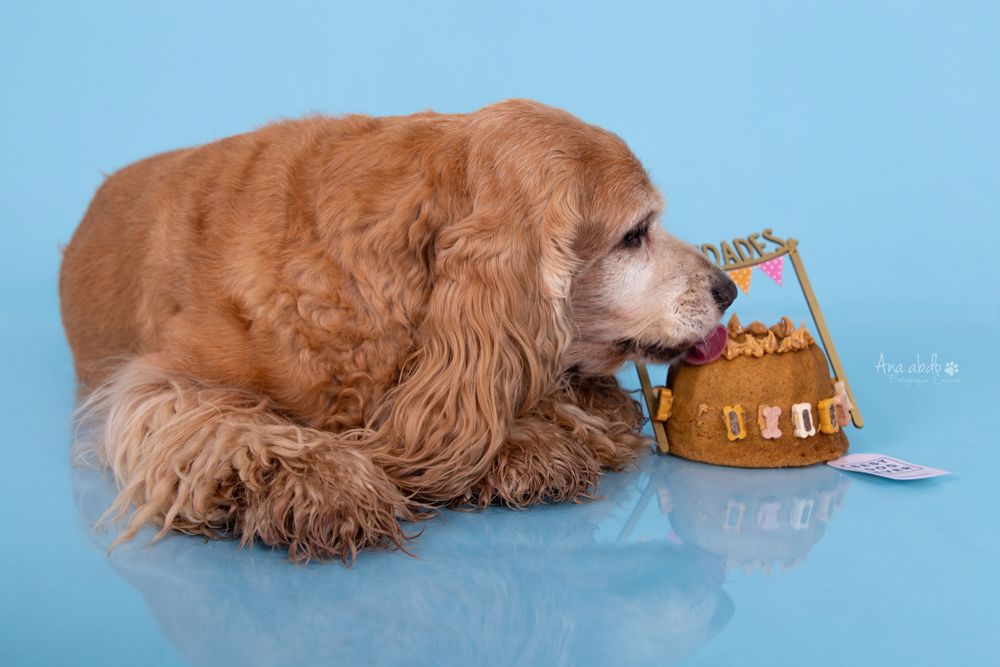 Fotografía canina