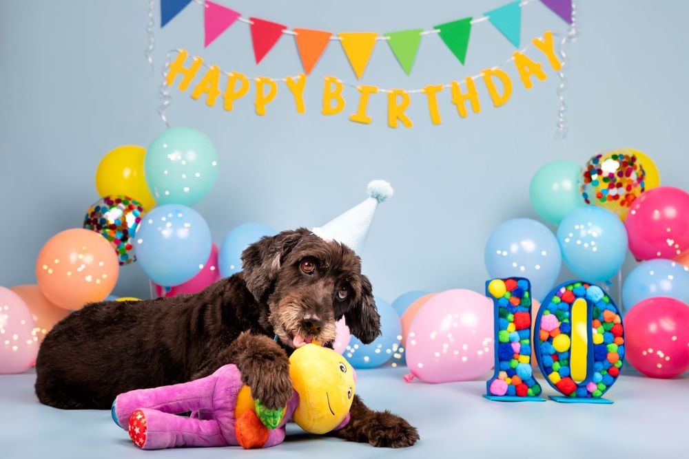 Fotografía canina profesional en exteriores