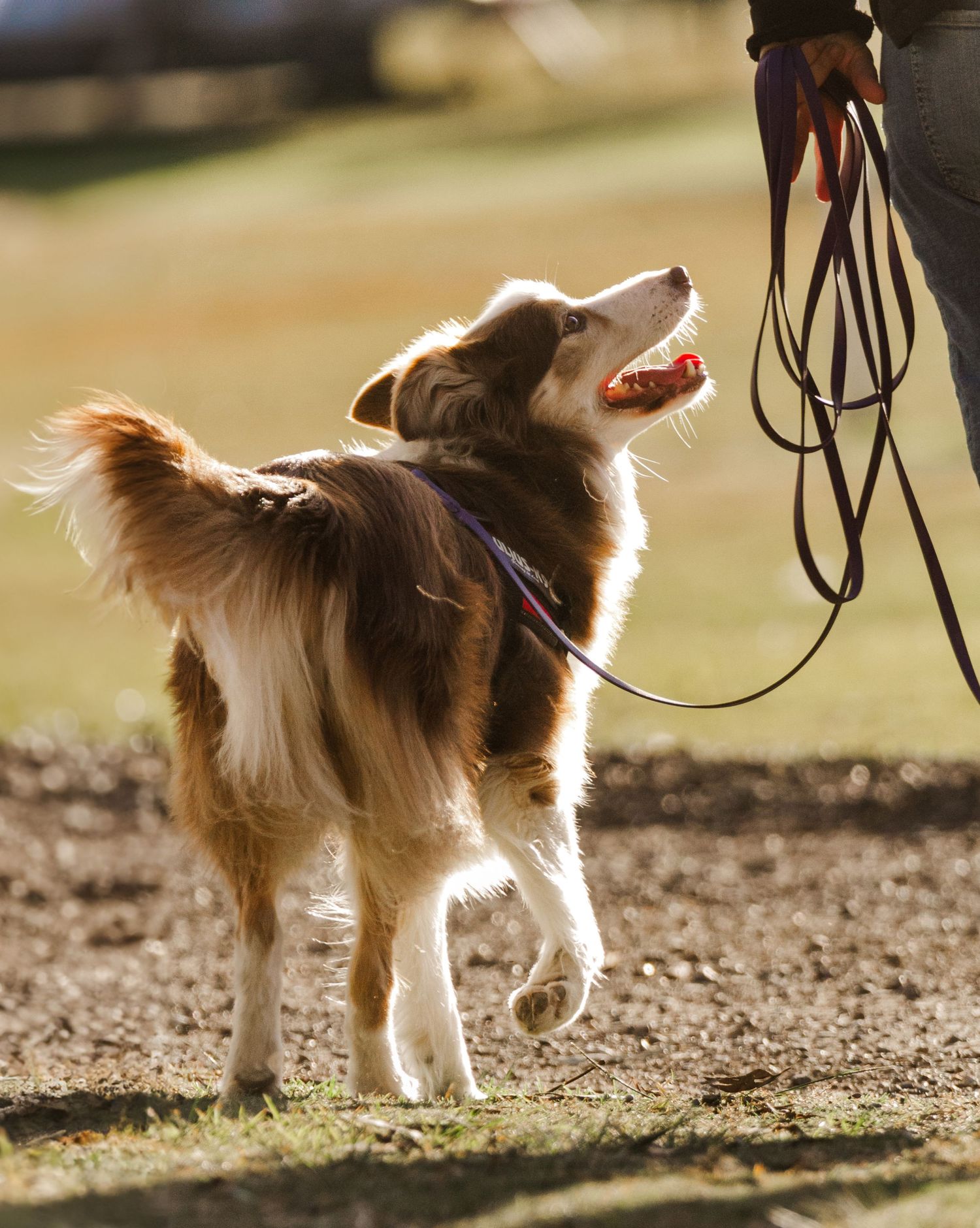 Obedience Trial image taken by Nikki Taylor Pet Photography at Hillsborough, Newcastle NSW