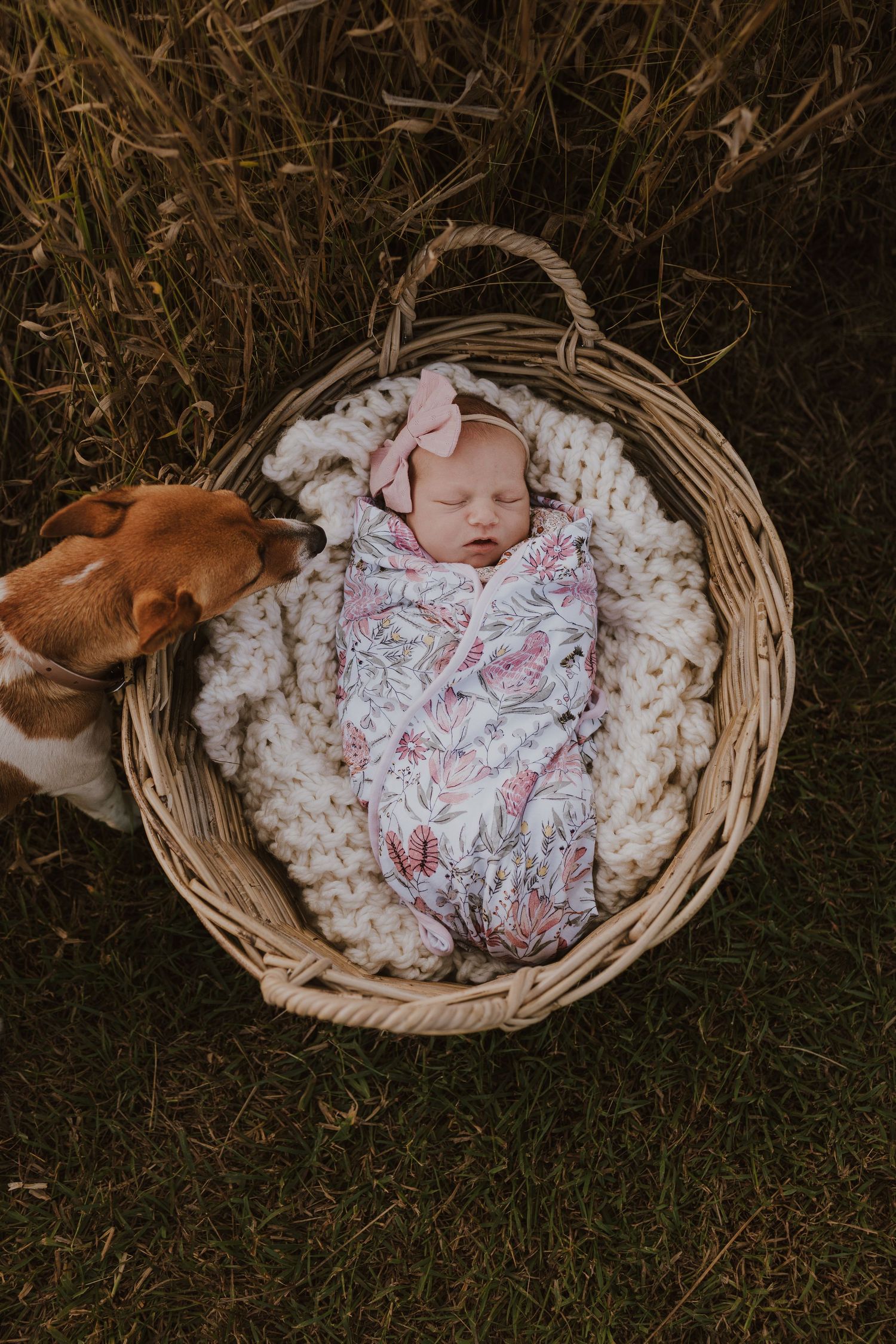 Sleeping newborn baby girl in a wicker basket with chunky knit blanket and a curious dog.