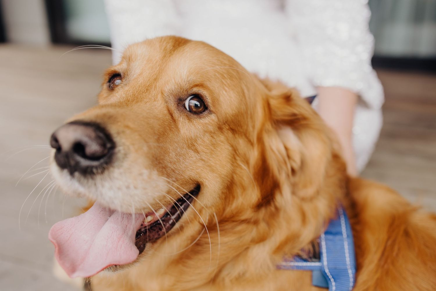 Happy golden retriever dog close-up portraits showing playful expressions.
