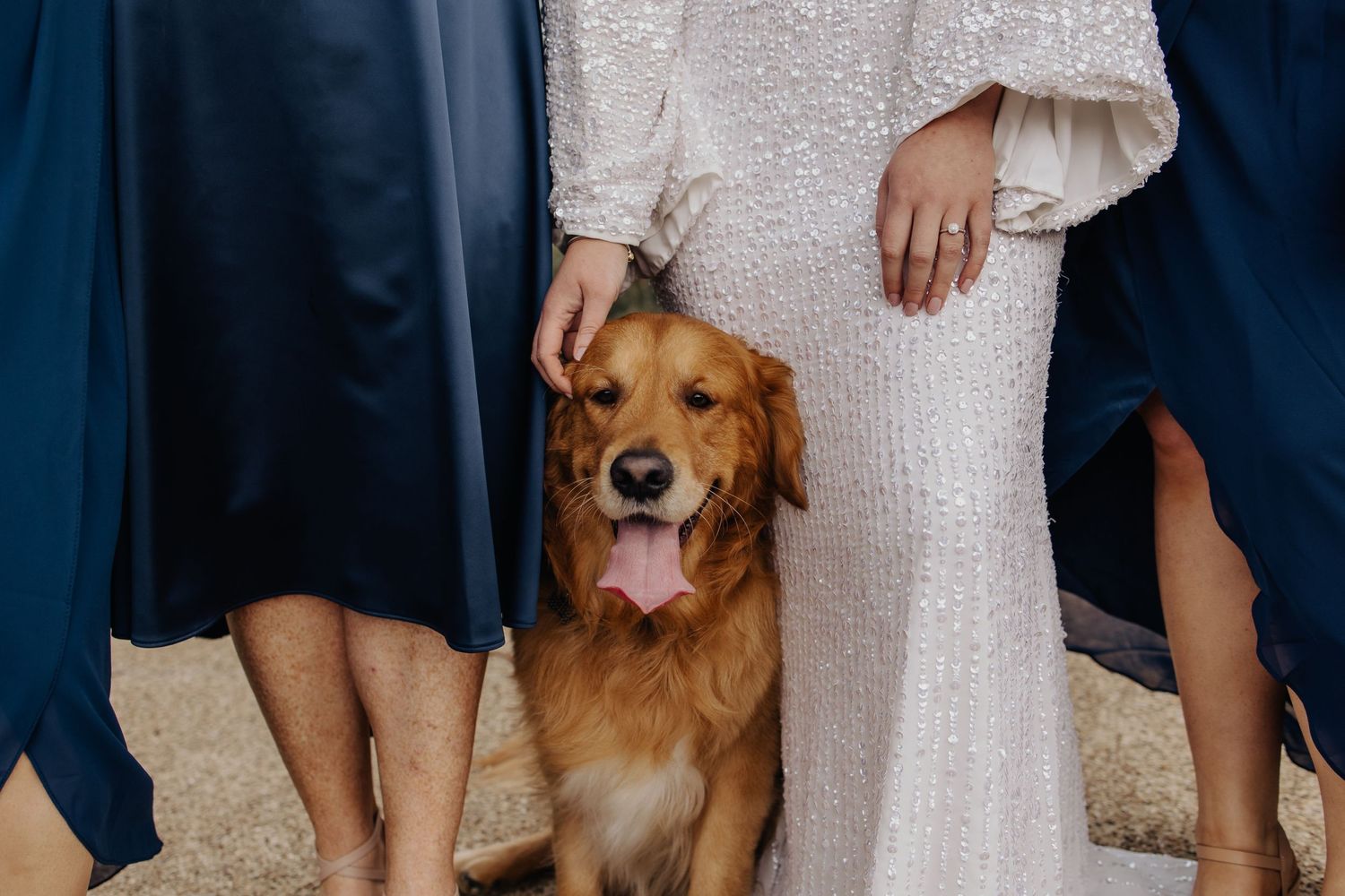 Group photo showing bridesmaids' navy dresses and bride's white gown with a golden retriever sitting beside them.