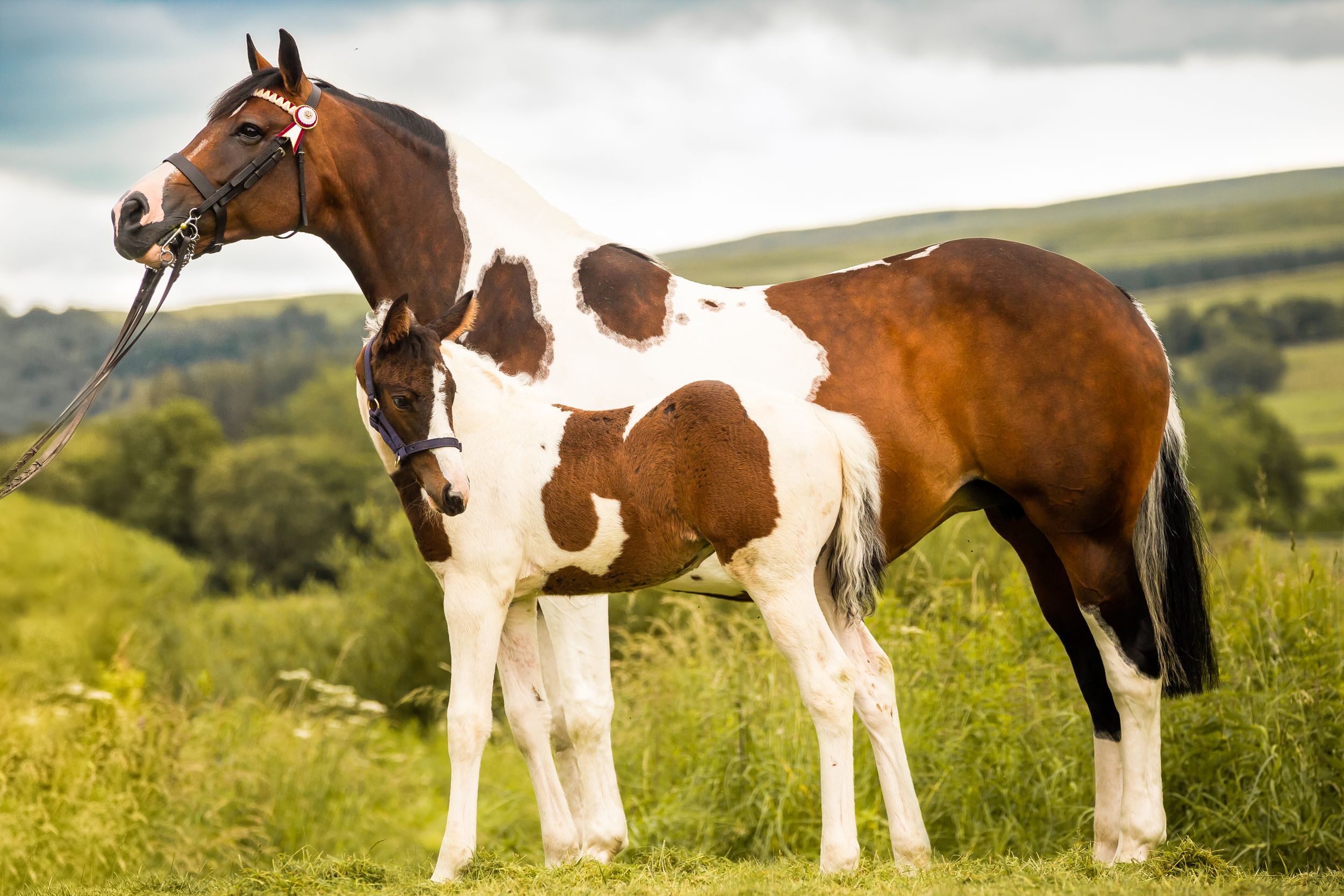 Equine Jamie Agnew Photography