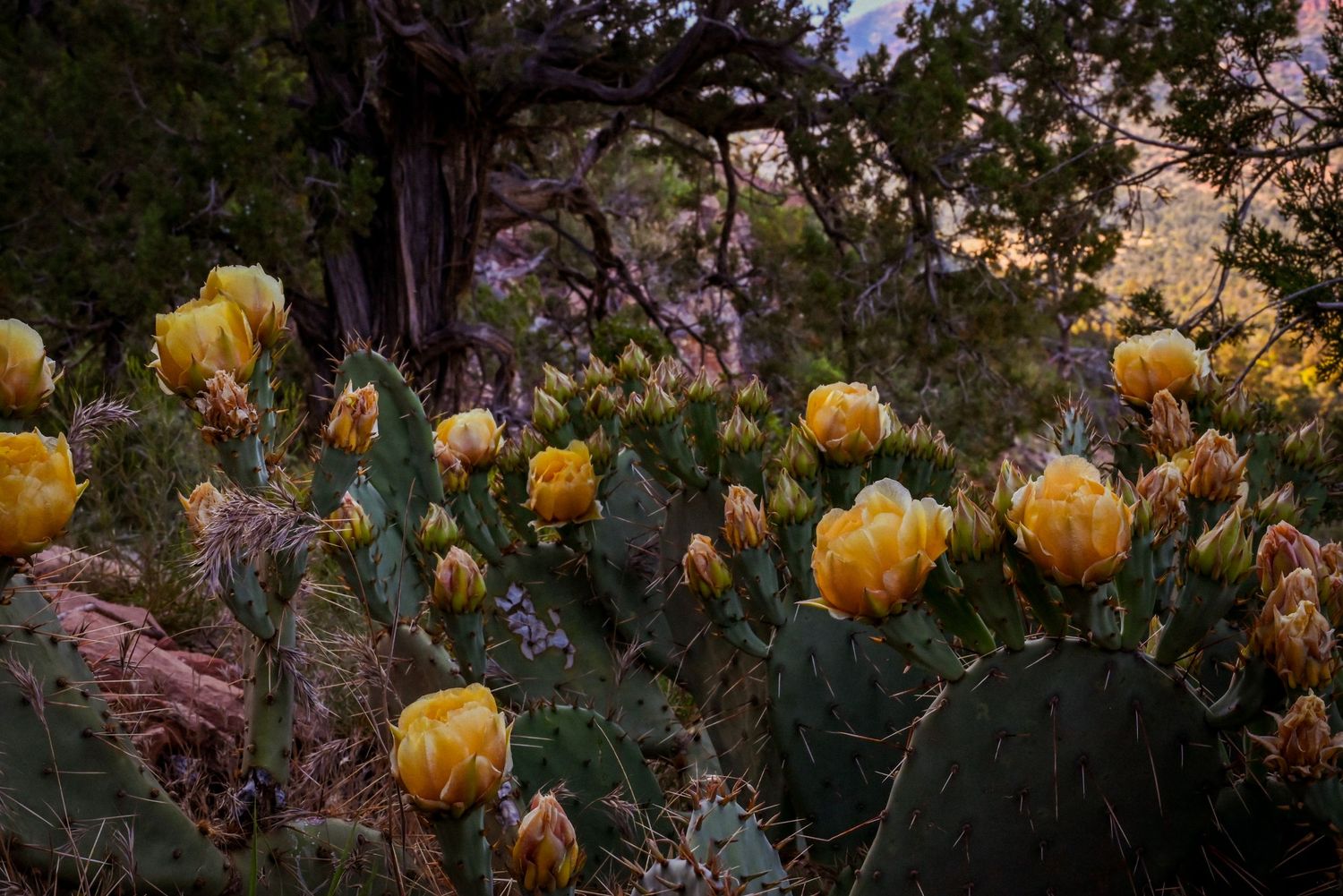 Nature Portraits - Radiant Reflections Photography - Warsaw Indiana - Cactus - Prikly Pear flowers
