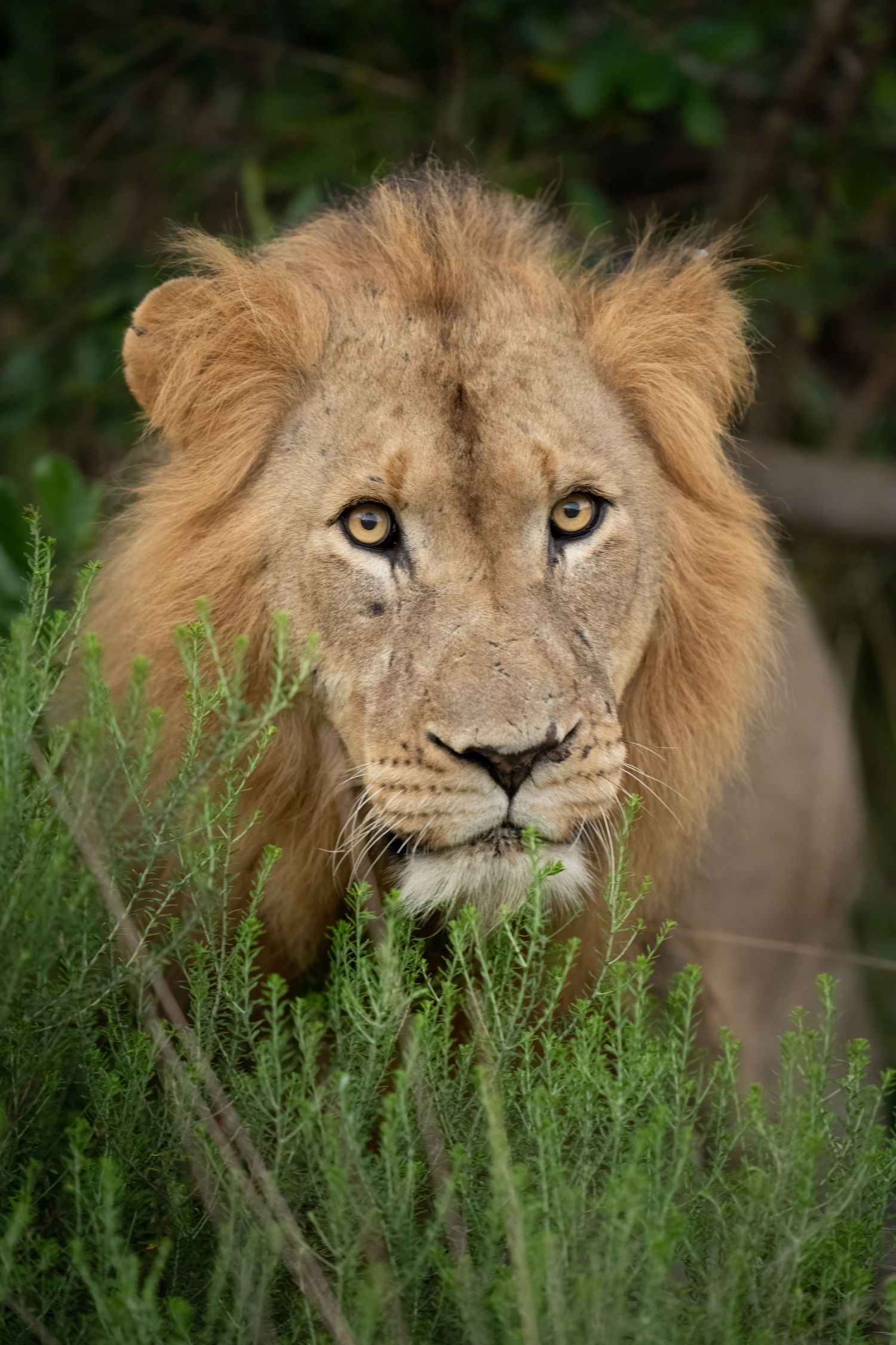 Male lion peering through tall grass with intense gaze.
