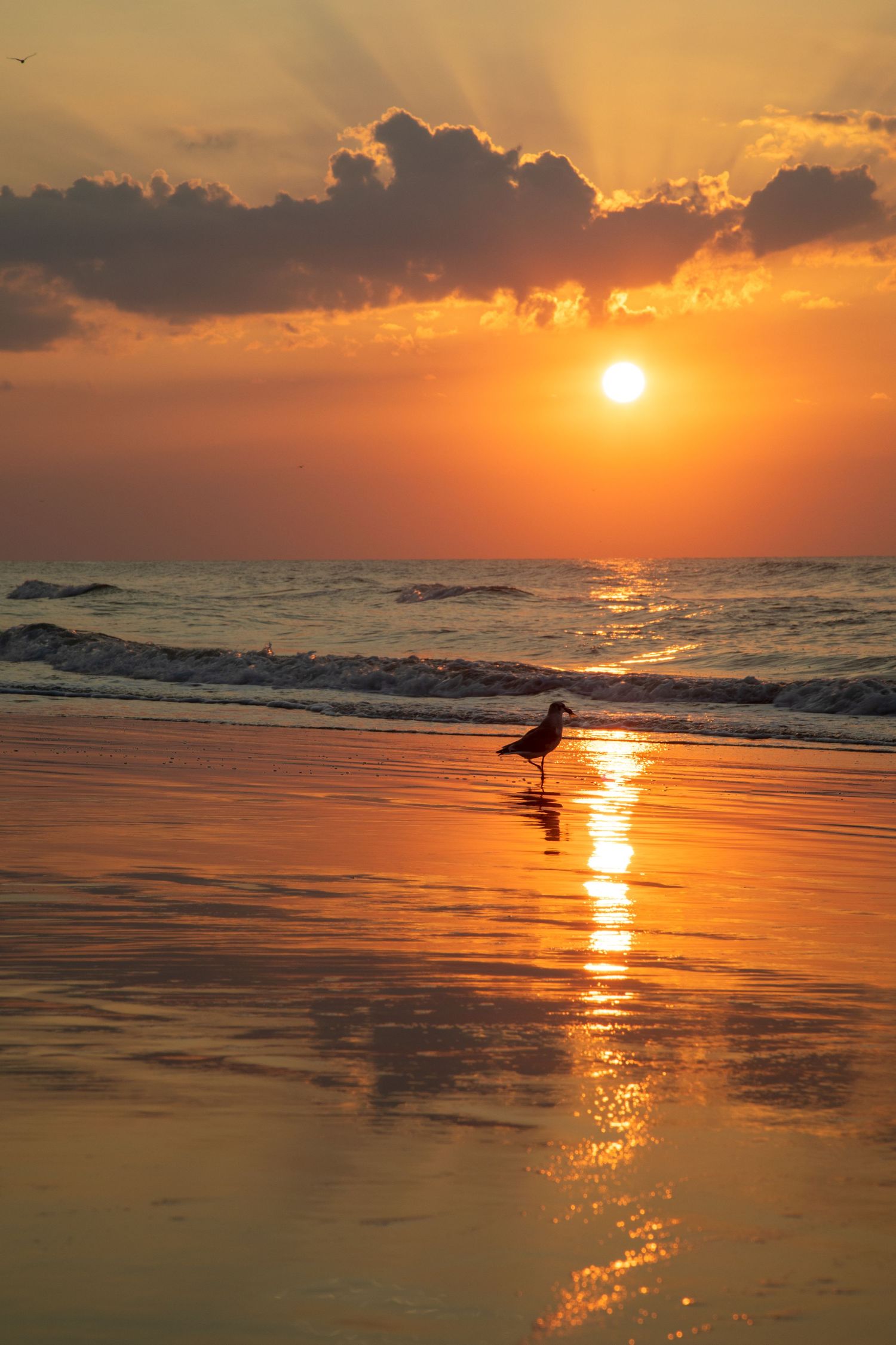 Silhouette of a seabird on beach during dramatic orange sunset over ocean waves.