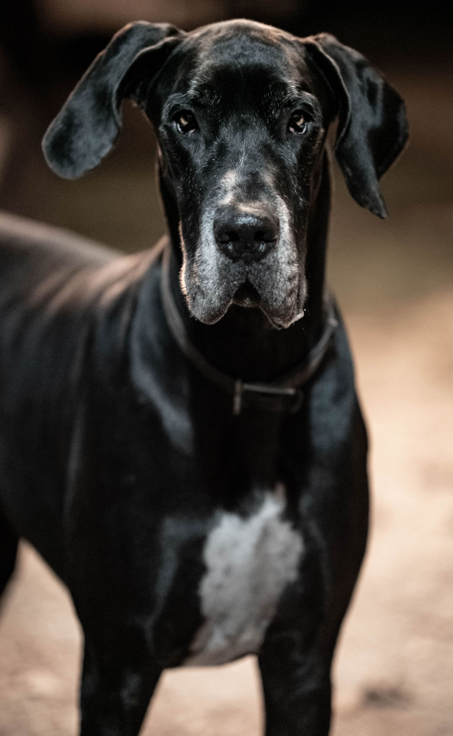 Close-up portrait of a black Great Dane with white chest marking wearing a collar.