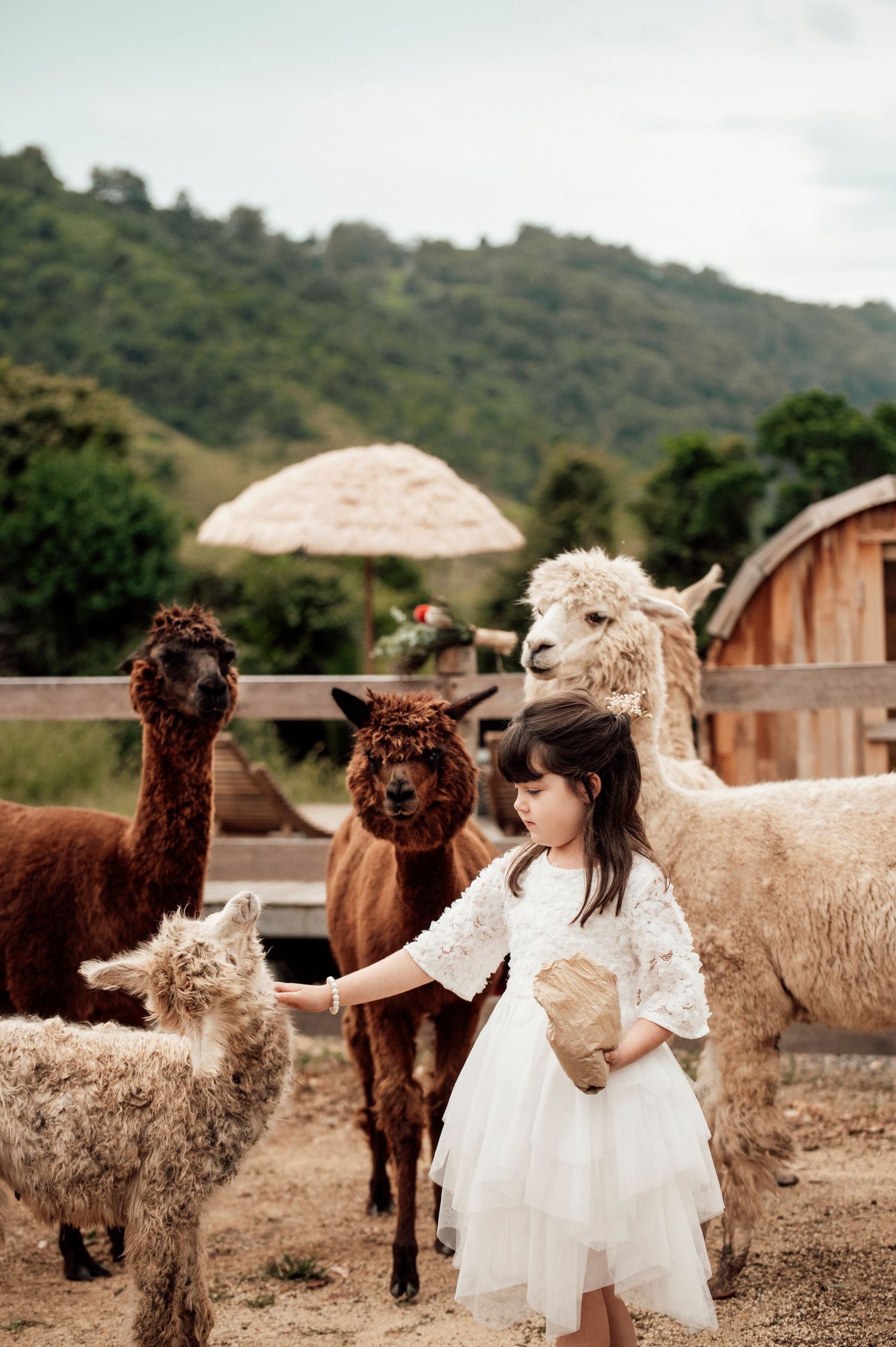 Flower girl with alpacas at Nature Domes