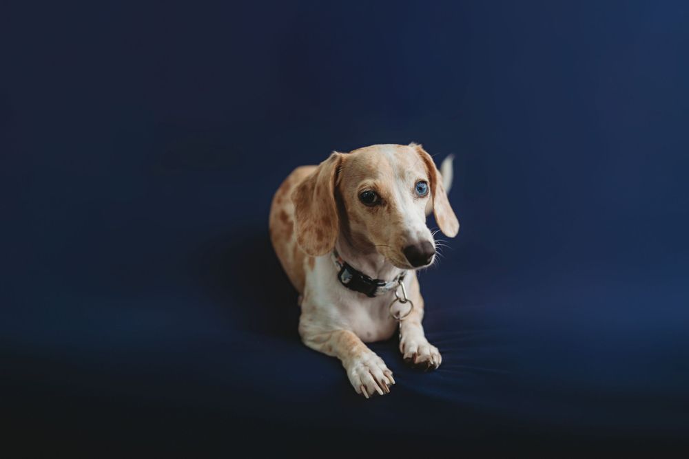 Dog Portrait