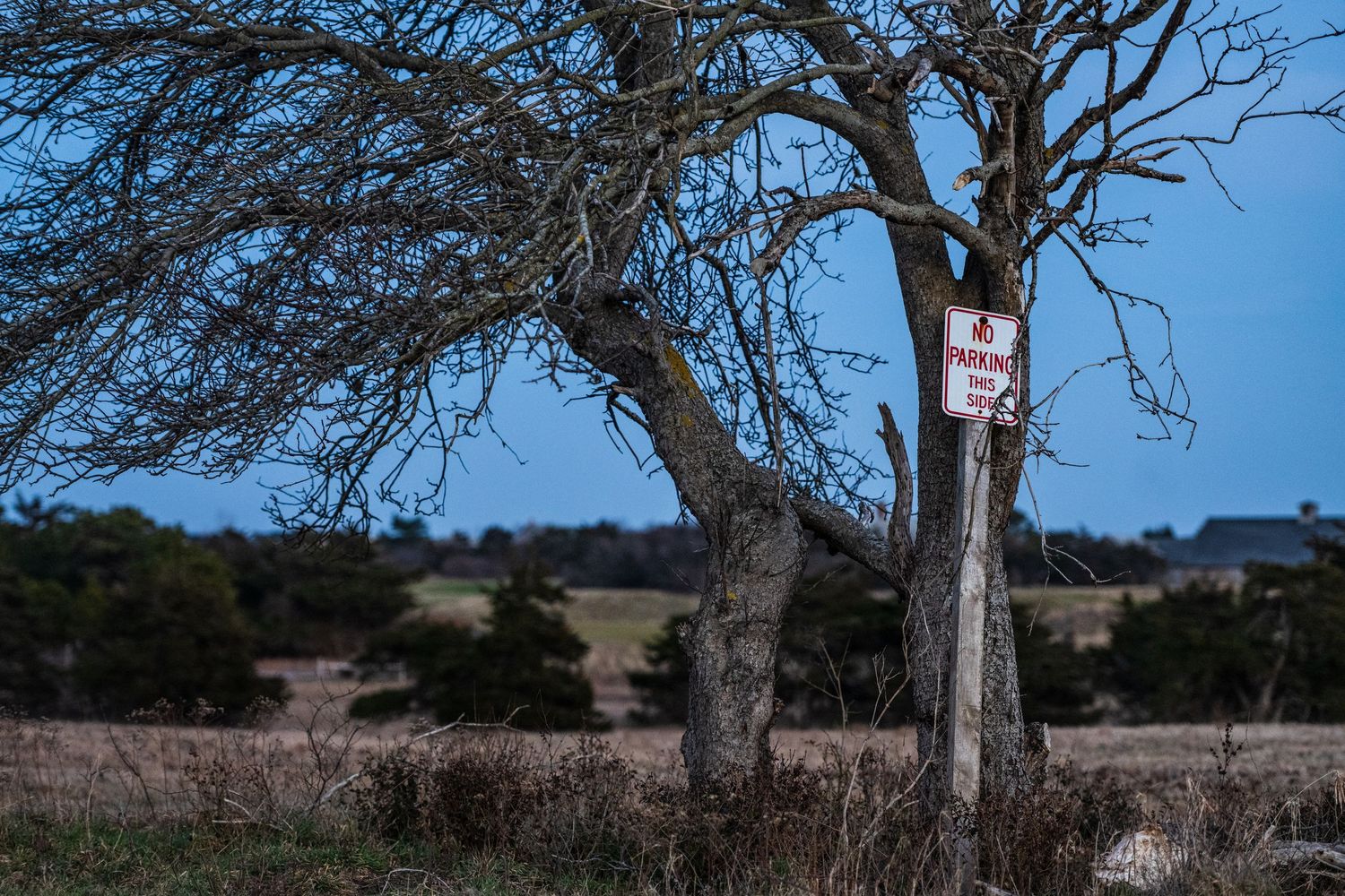 Tree Parking