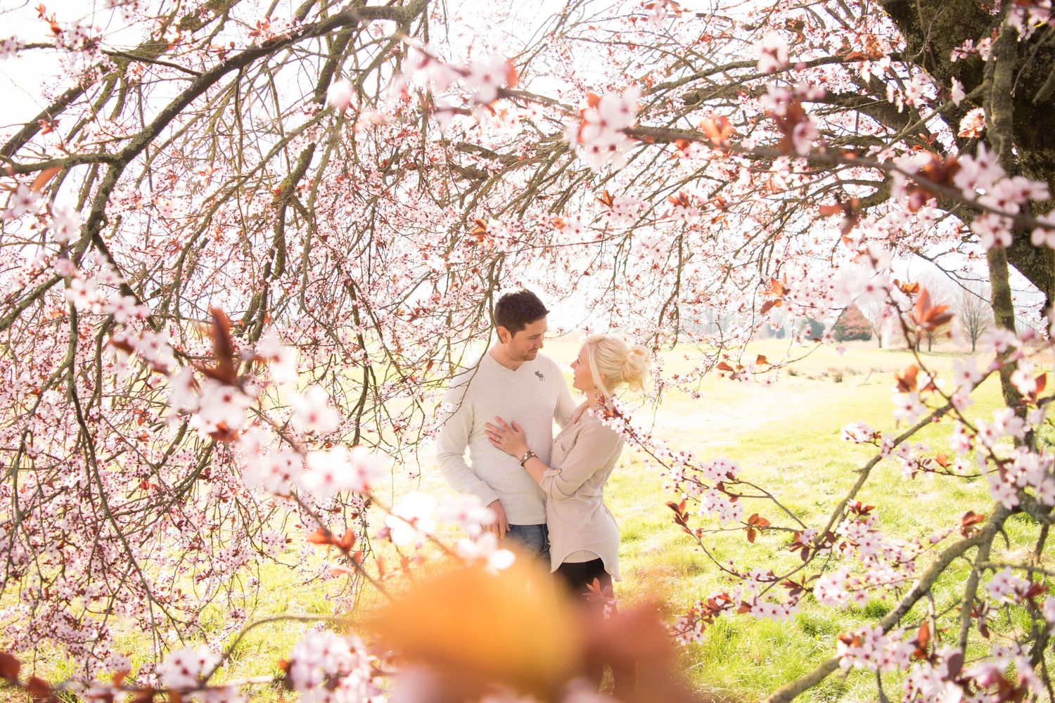 Spring scene under blooming cherry blossom trees with soft pink petals.
