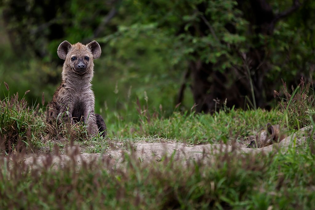 Getpix Photography - Hyena