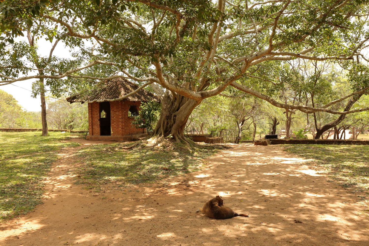 Small shrine building under large shade tree in rustic setting.