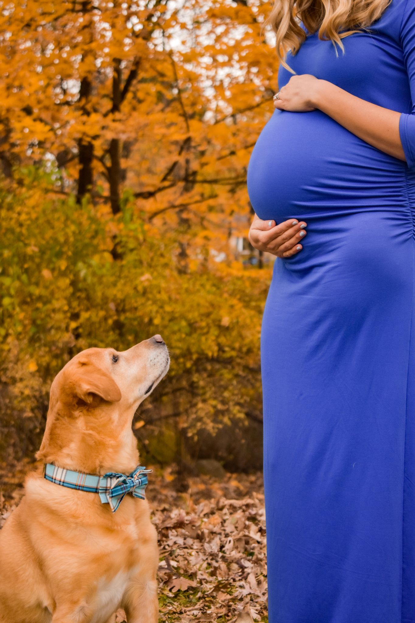 Brown dog looks up at pregnant woman in blue dress with autumn foliage background.