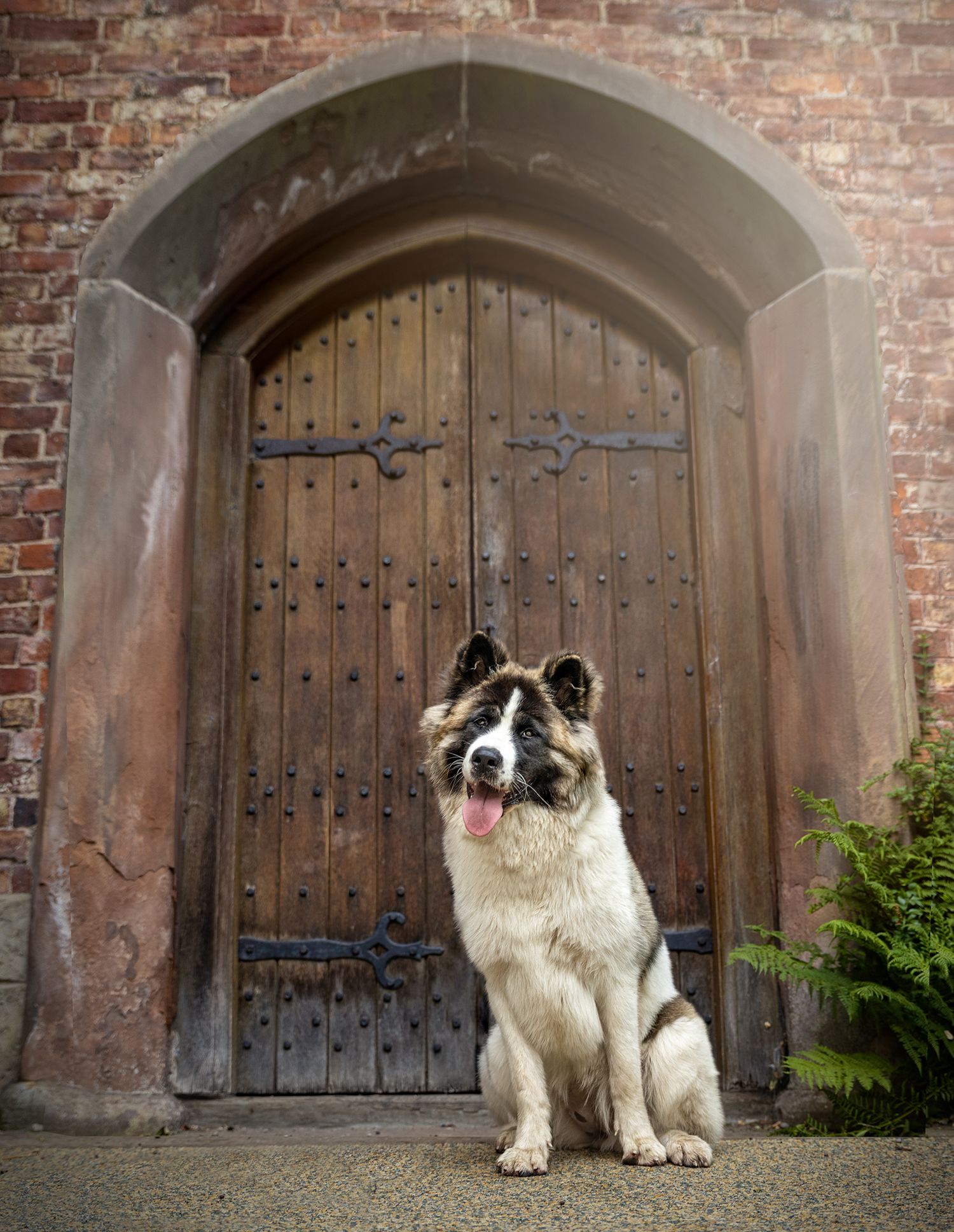 cheshire pet photographer, malmute bramhall hall