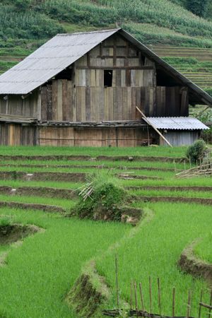 Shed in rice field of Sapa, Northern Vietnam