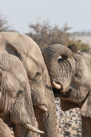 elephants greeting each other near waterhole in Etosha, Namibia, Africa