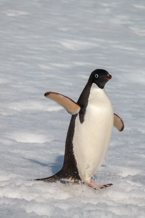 Adelie penguin walking through snow waving in Antarctica