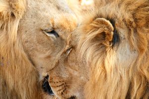 2 young male lions resting together in Greater Kruger South Africa
