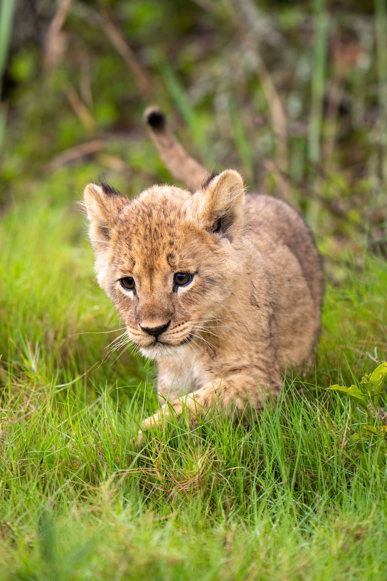 Young lion cub resting in green grass with curious expression.