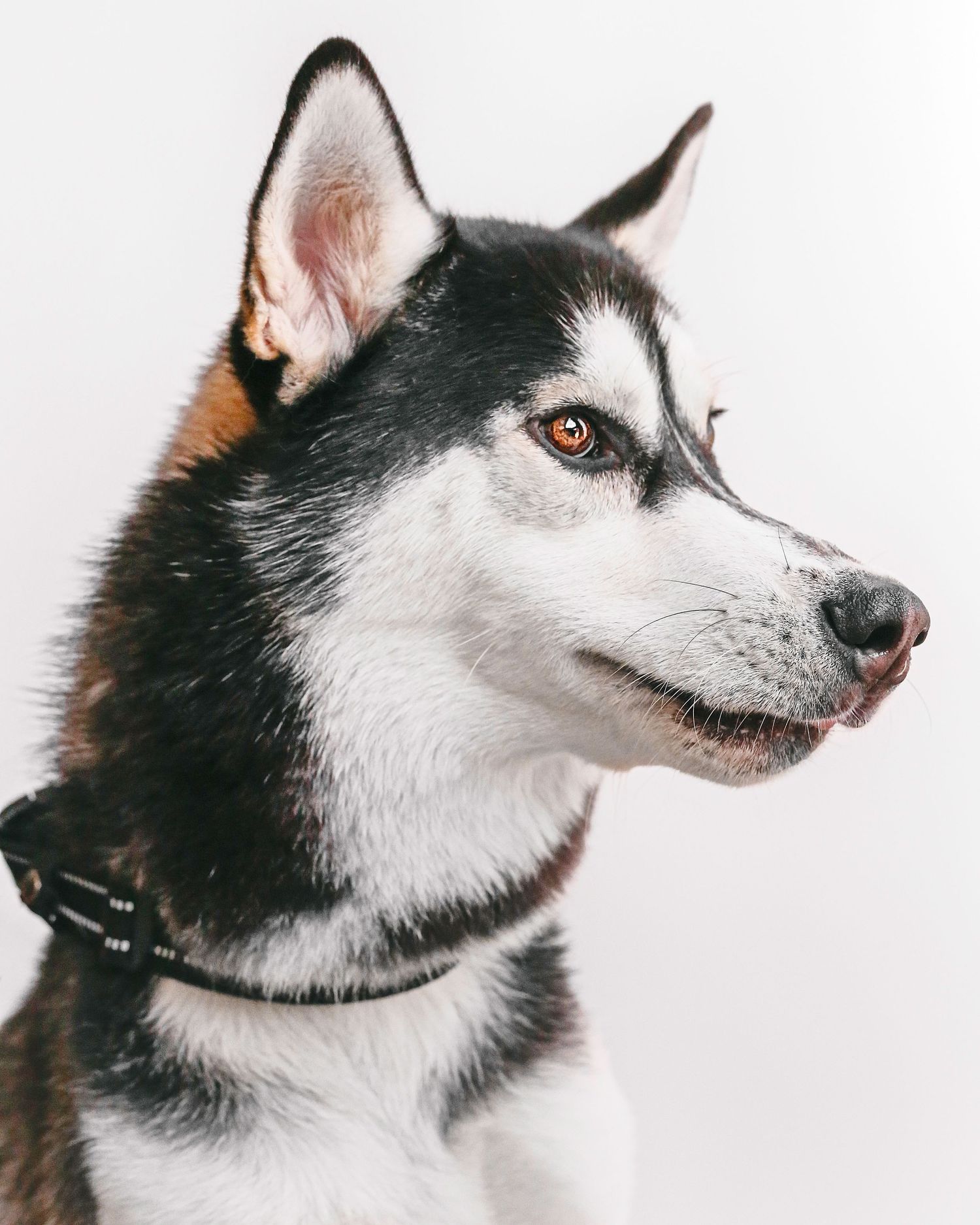 Pet Visuals Initial Editing