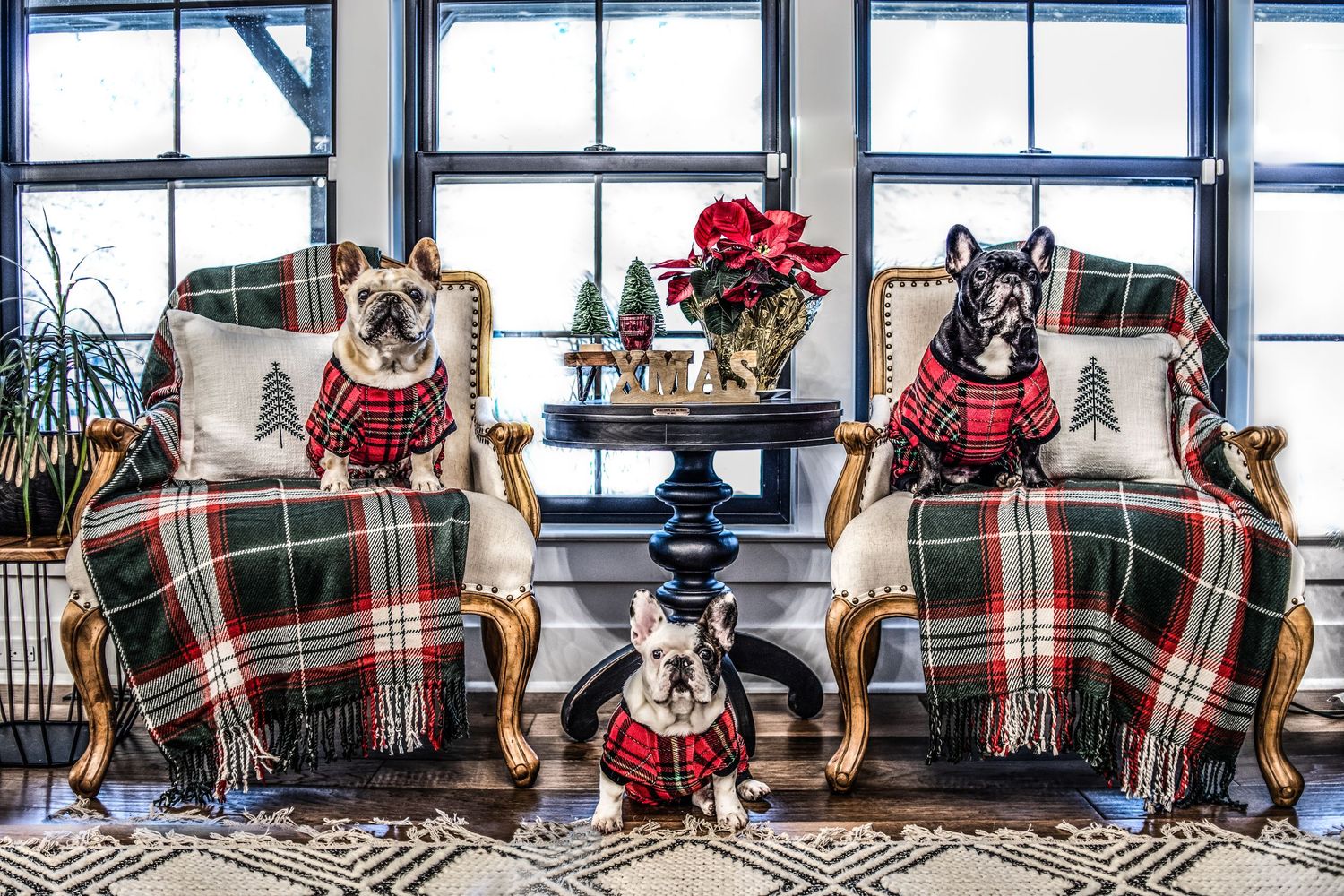 Three dogs wearing matching plaid holiday outfits sit on elegant chairs with Christmas decorations.