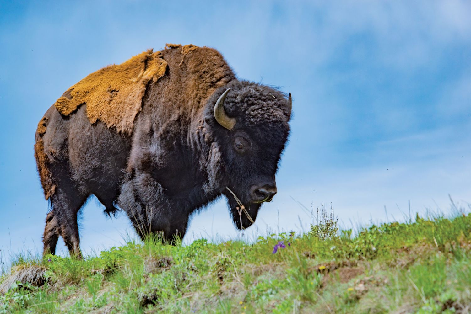 American Bison Photography in Yellowstone National Park by Alicia White
