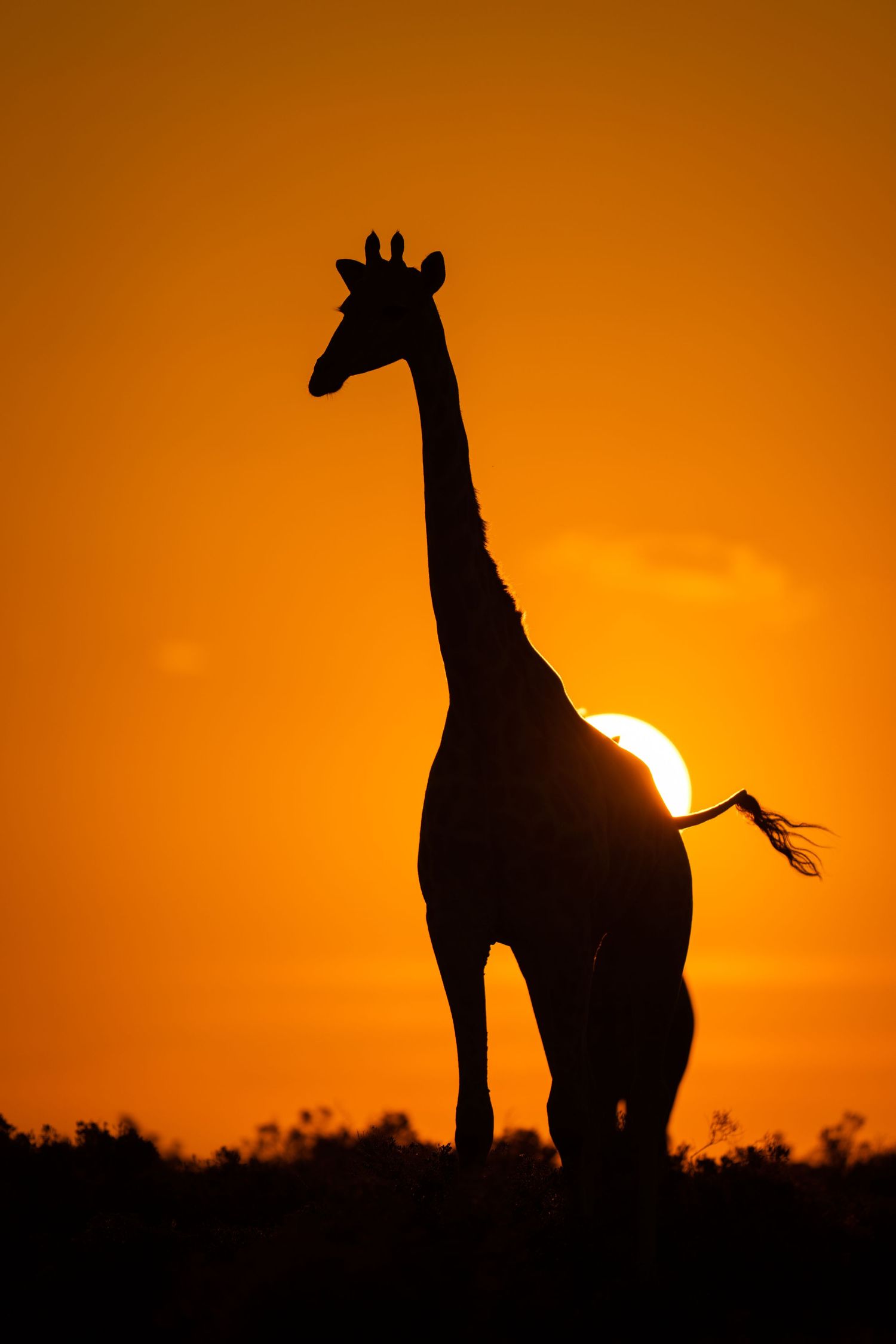 A lone giraffe silhouette stands majestically against a setting sun in an orange sky.
