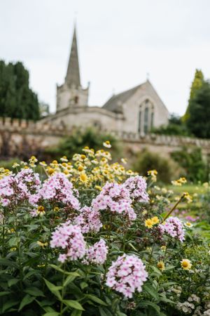 Pink and yellow flowers bloom in garden with historic church spire in background.