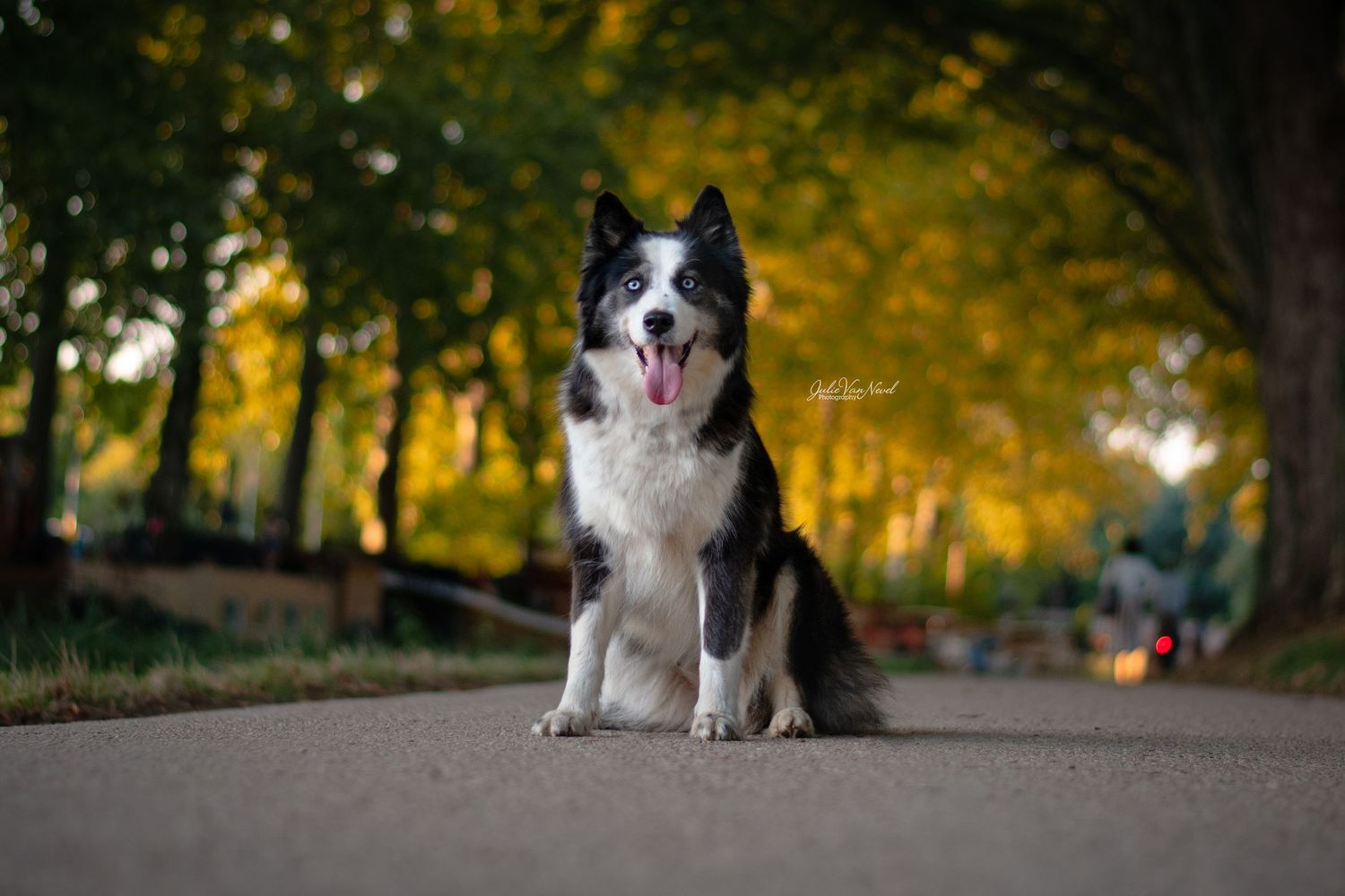 Chien