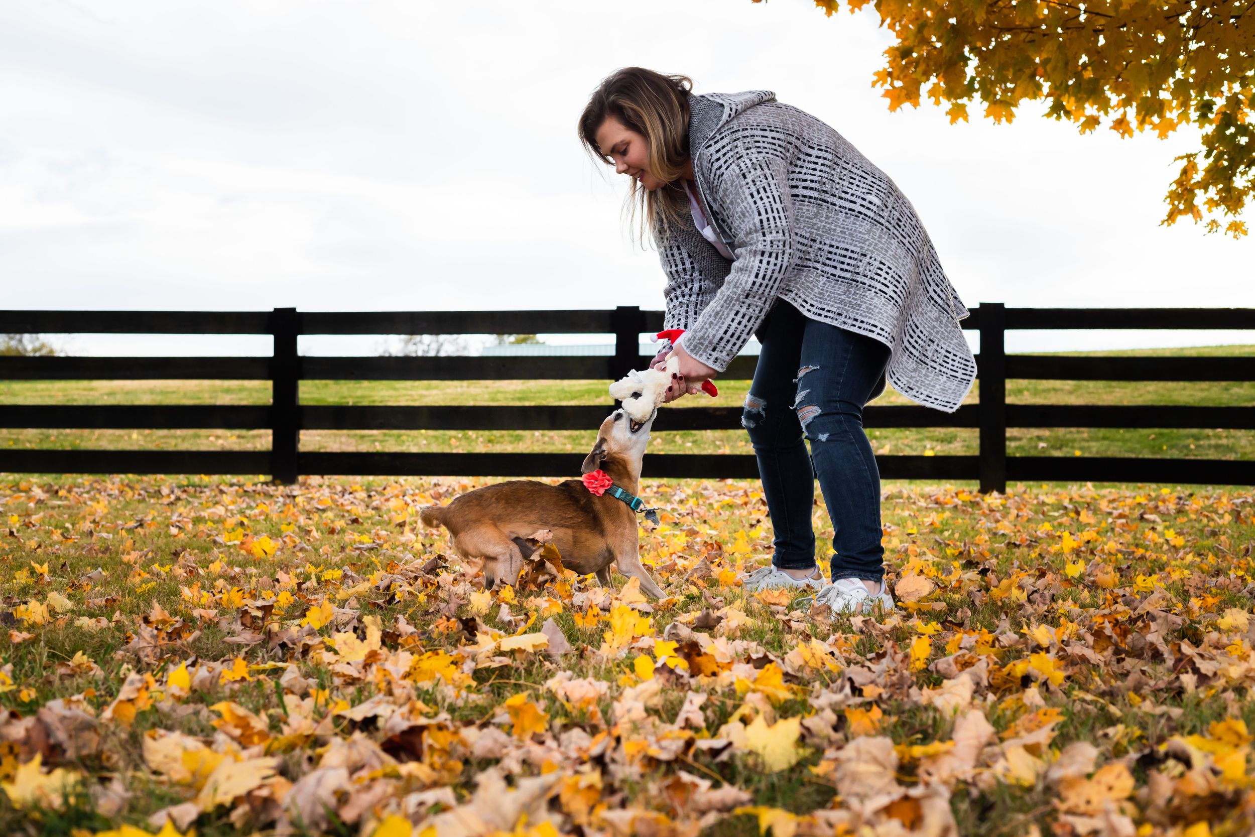 pet and owner playing in a park with a squeaky toy