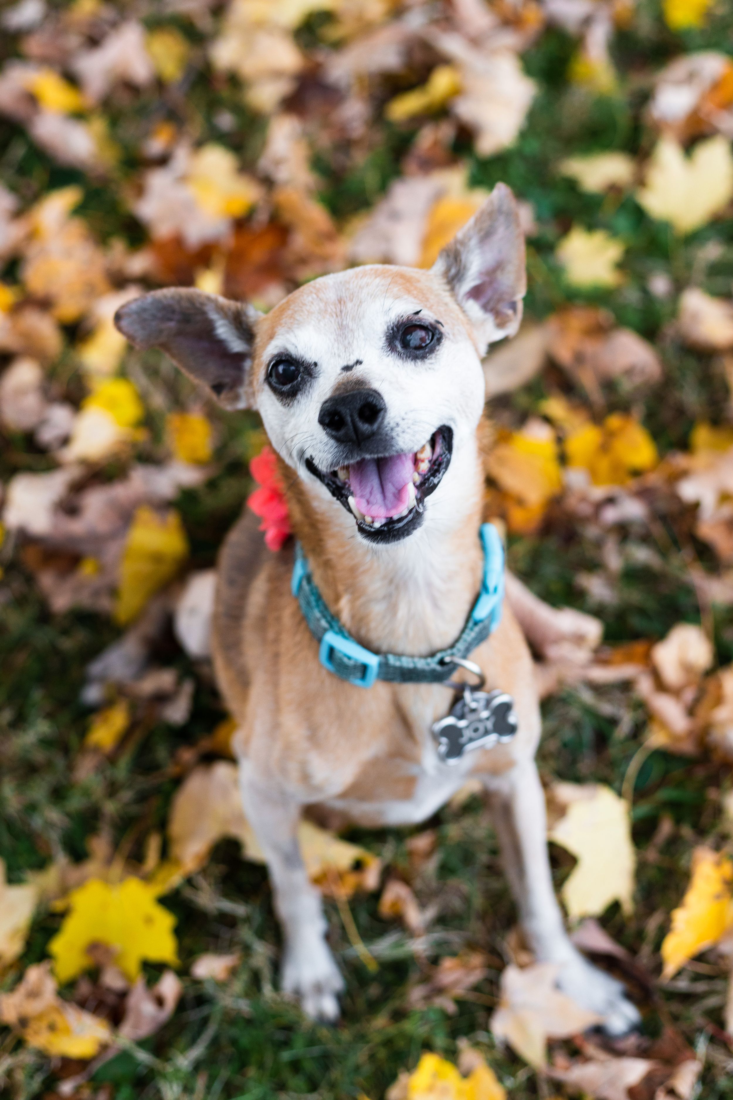 happy doggo on fall day