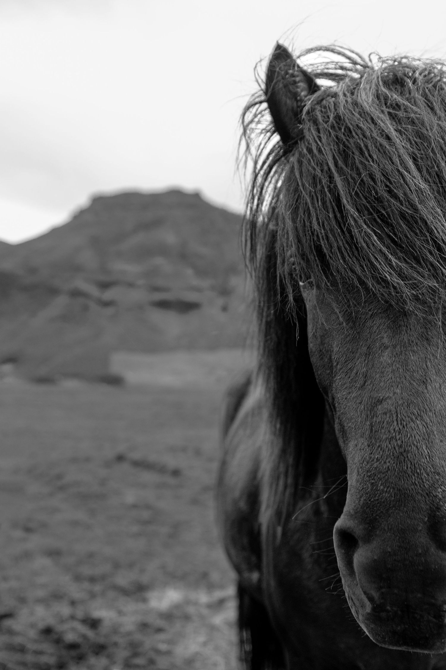 Icelandic horse black and white custom print