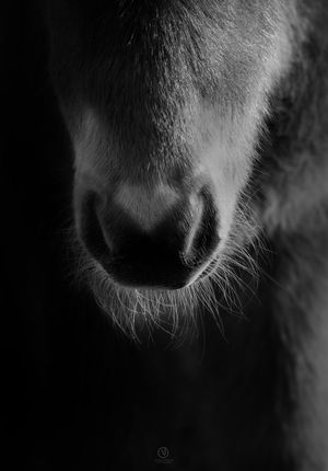 equestrian portraiture