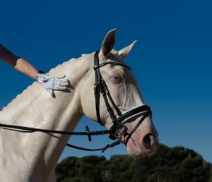 equestrian portraiture
