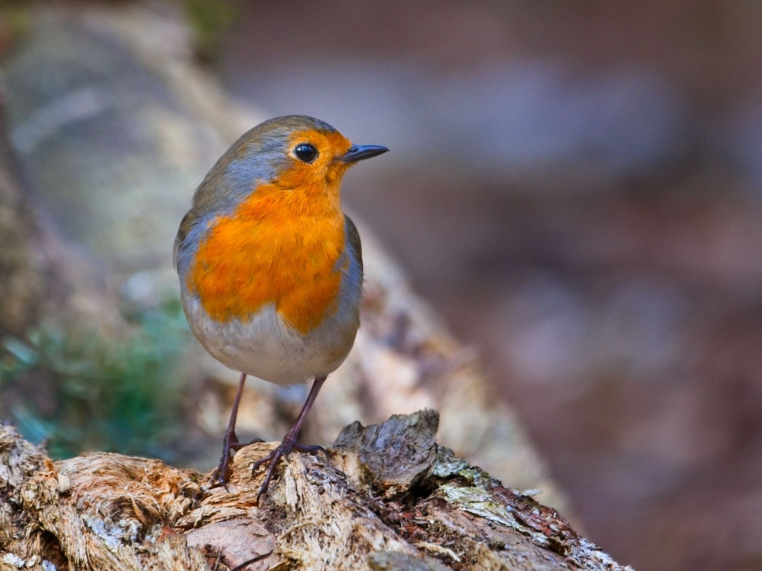 Robin checking his territory