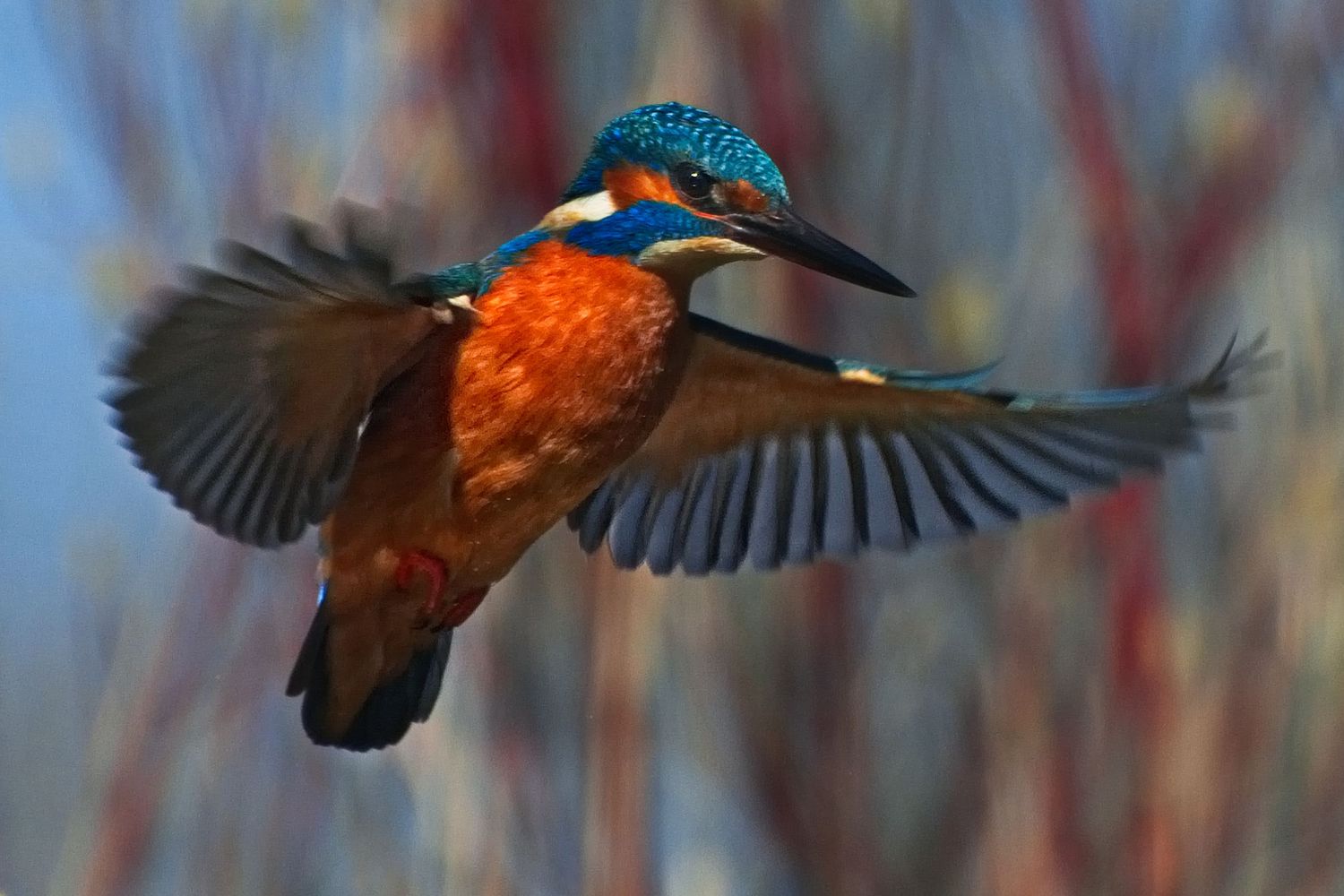 Kingfisher Praying