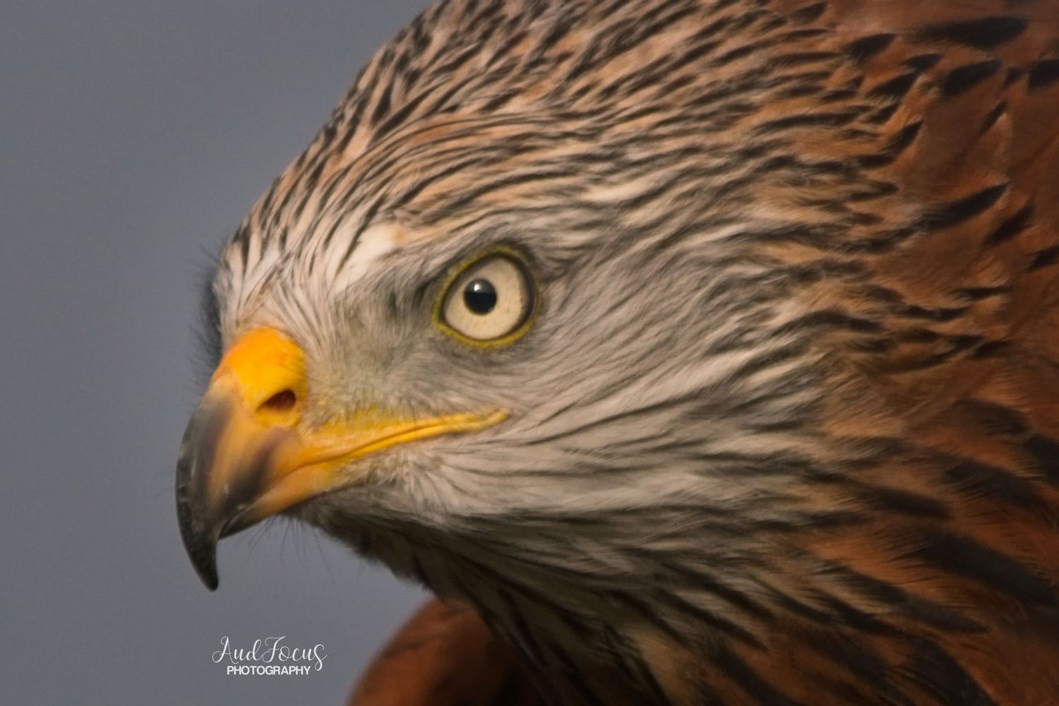 Rode Wouw Red Kite