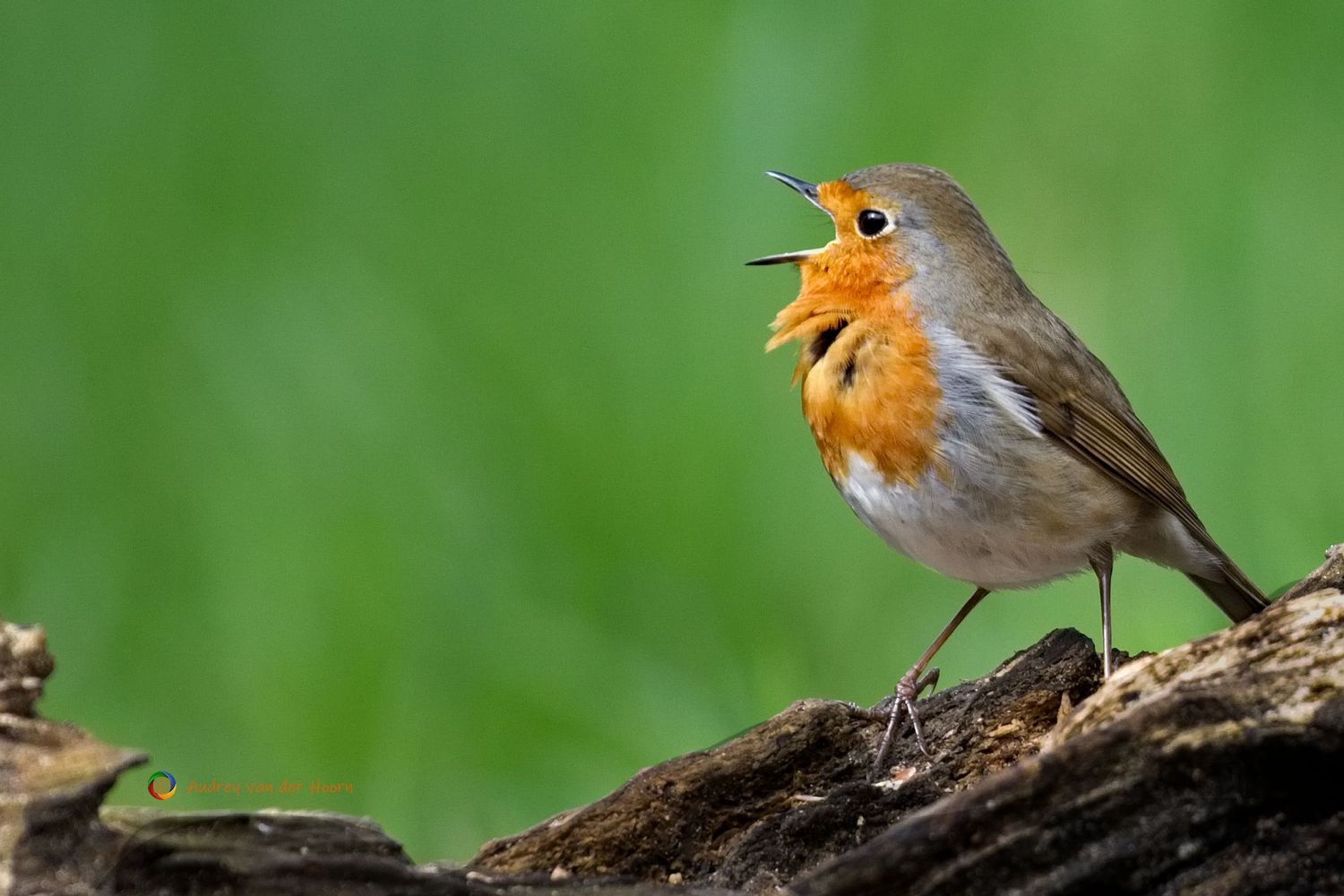 Singing Robin Roodborstje