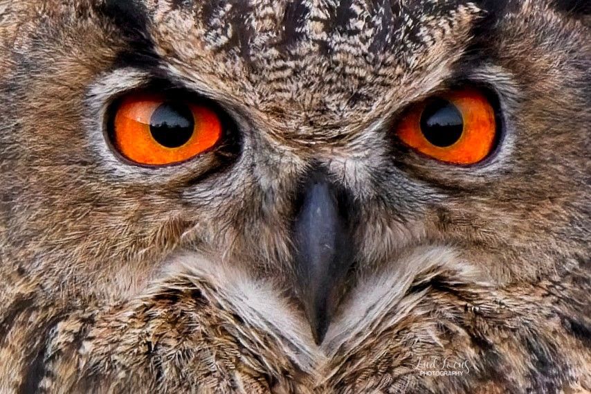 Angry Bird - Oehoe Eurasian Eagle-Owl
