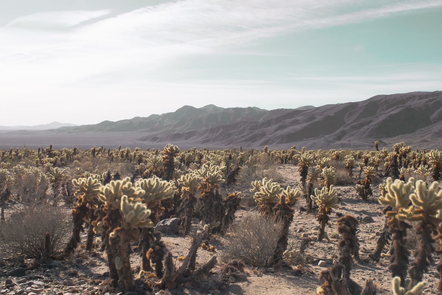 Picture of cactus from Joshua Tree National Park, Indio, California