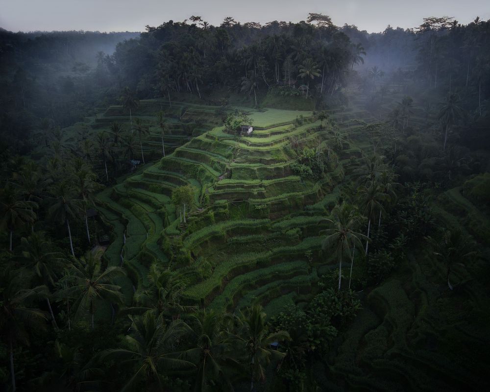 Aerial view of green terraced rice paddies surrounded by tropical forest in early morning light.