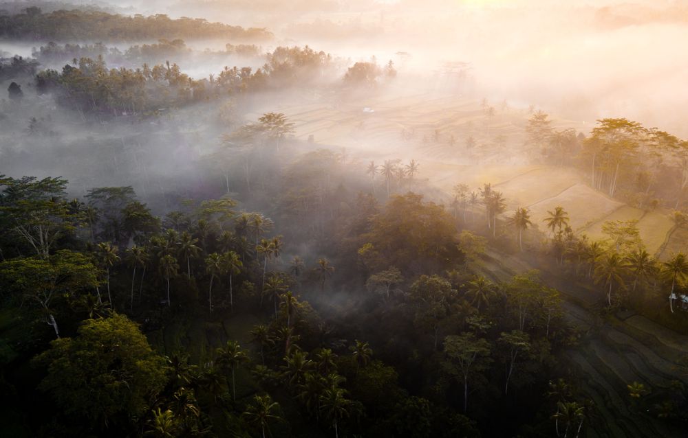 Sunlit morning mist flowing through tropical forest and terraced hillsides.