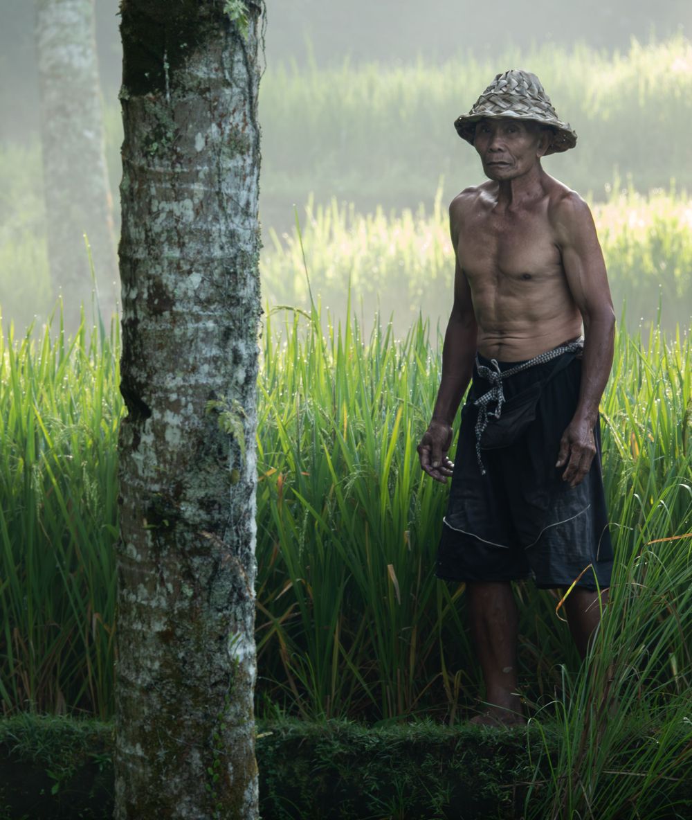 Rice field worker with traditional hat stands by tree in lush green landscape.