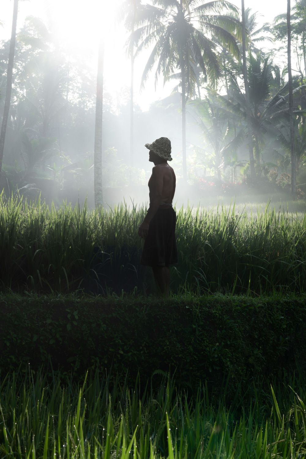 Silhouette figure standing in misty rice fields with palm trees at sunrise.