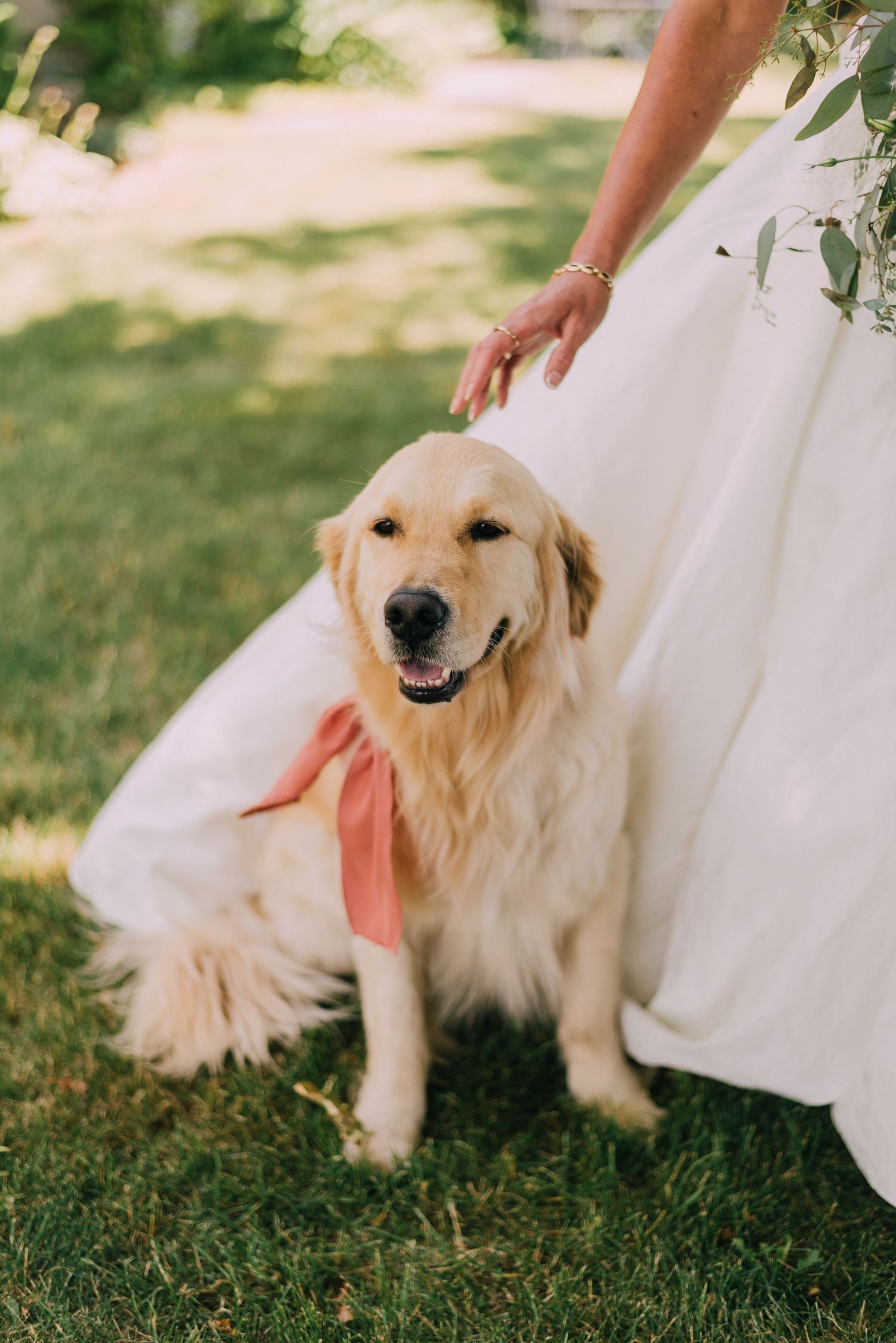 Dog with a bow on wedding day