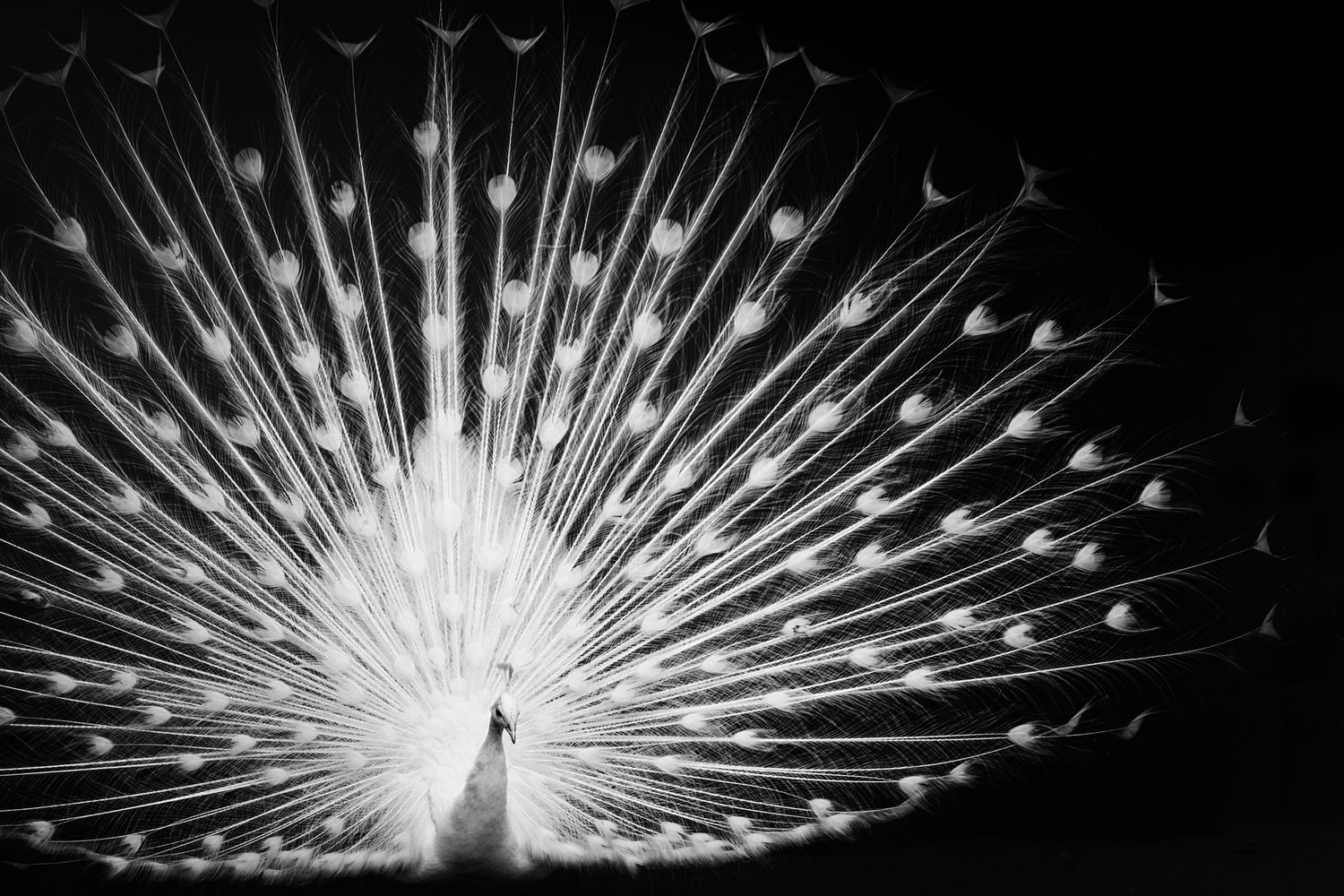 White peacock