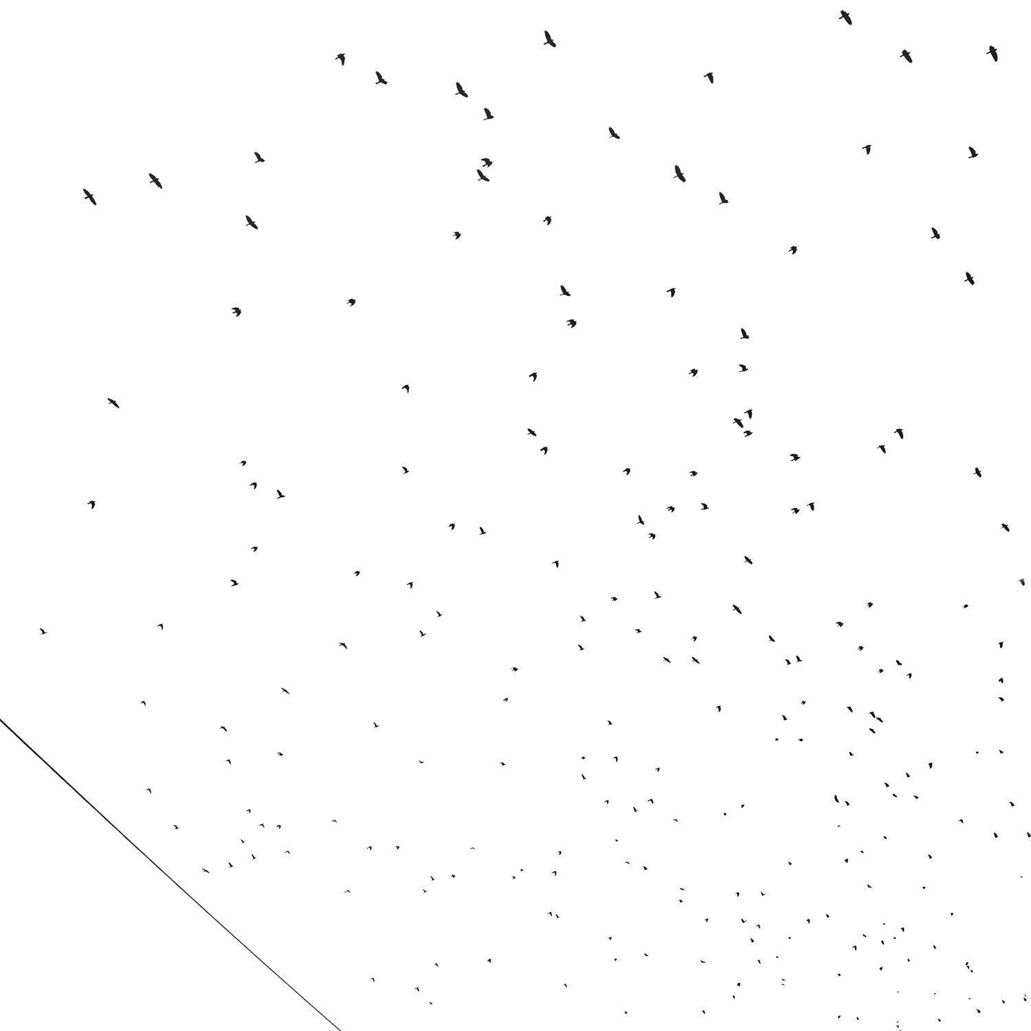 Sky full of birds