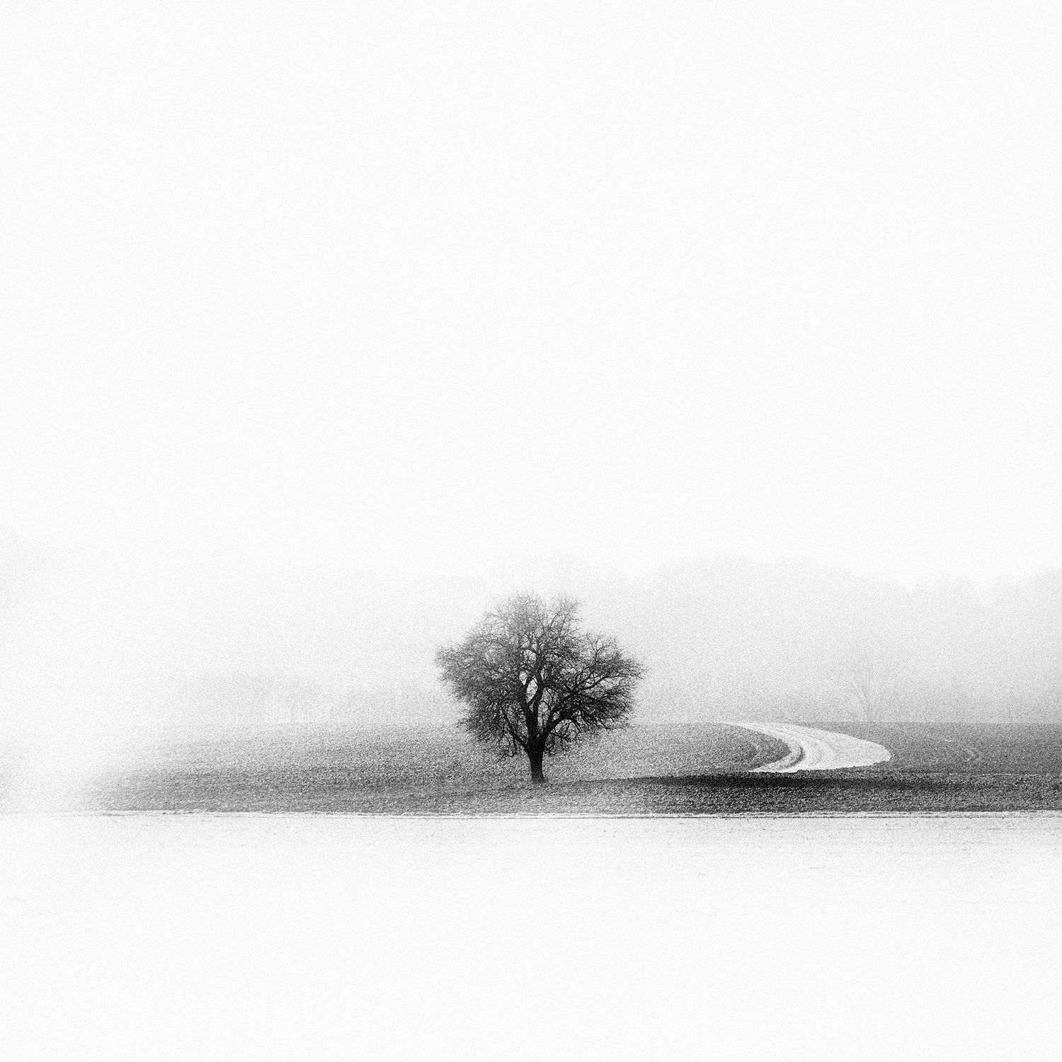 Lonely tree in Slovenia