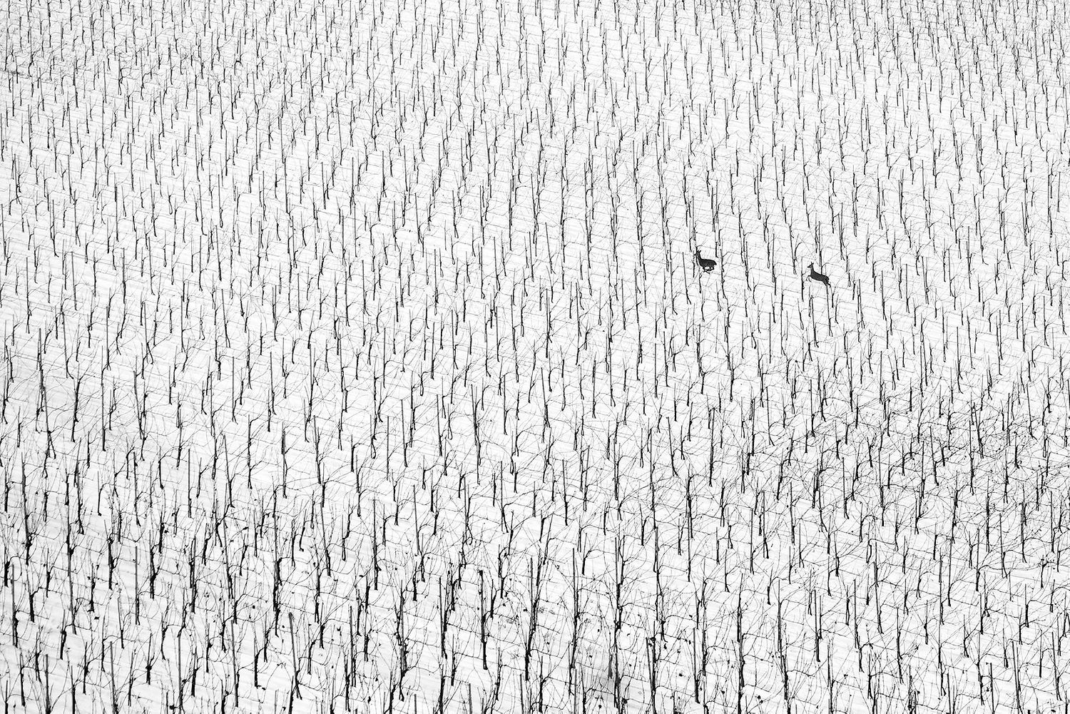 Deer in snowy vineyard